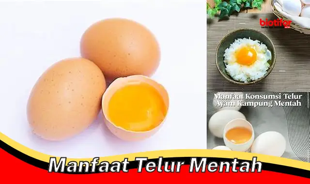 manfaat telur mentah