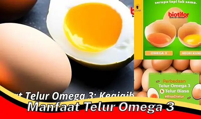 manfaat telur omega 3