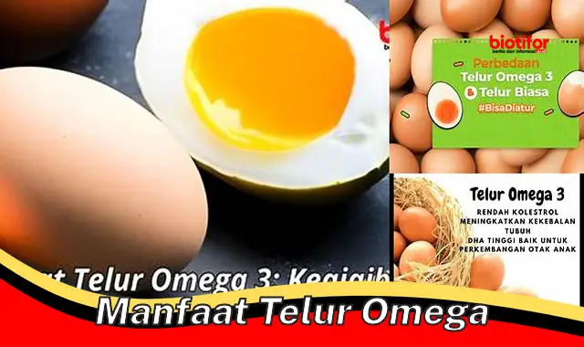 manfaat telur omega