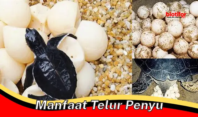 manfaat telur penyu