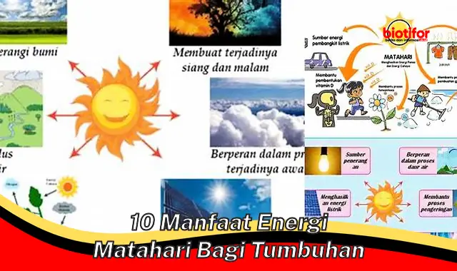 Temukan 10 Manfaat Energi Matahari untuk Tumbuhan yang Jarang Diketahui