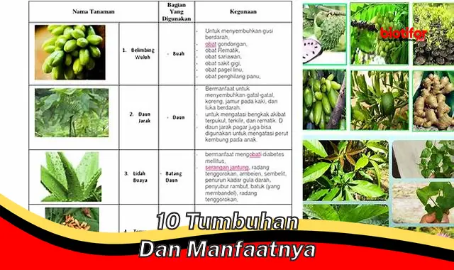 10 tumbuhan dan manfaatnya