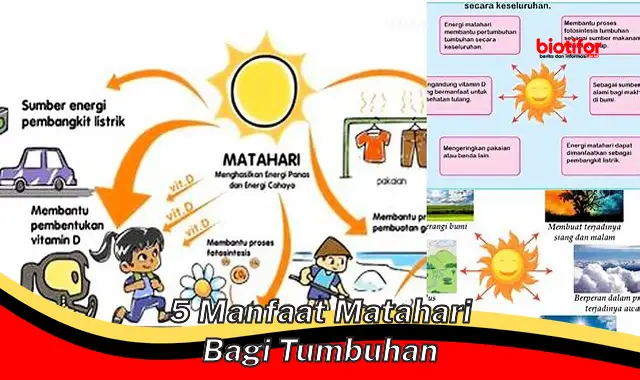 5 manfaat matahari bagi tumbuhan