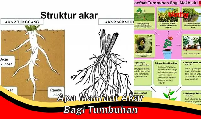 apa manfaat akar bagi tumbuhan