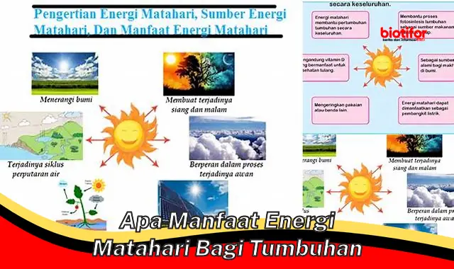 apa manfaat energi matahari bagi tumbuhan