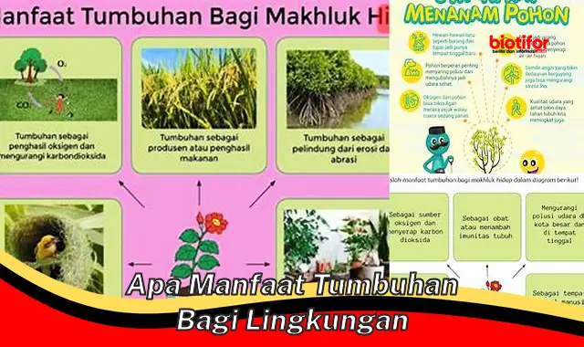 apa manfaat tumbuhan bagi lingkungan