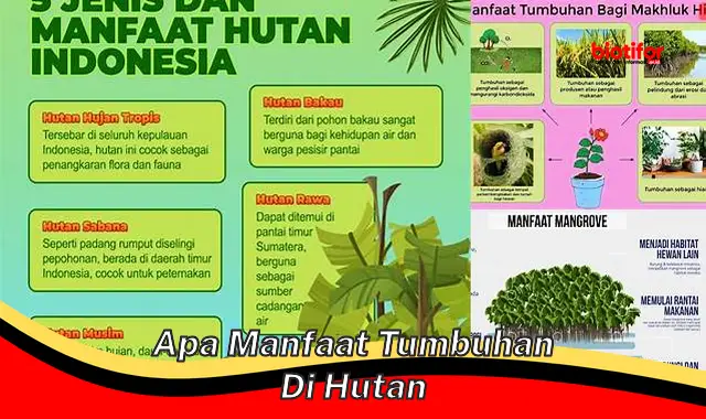 apa manfaat tumbuhan di hutan