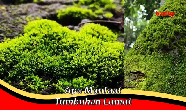 apa manfaat tumbuhan lumut