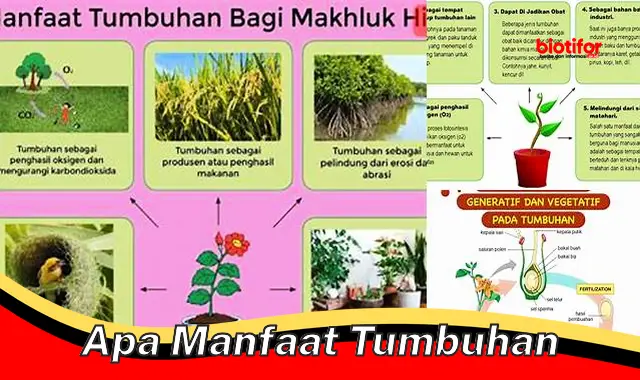 Temukan Manfaat Tumbuhan Yang Jarang Diketahui Biotifor