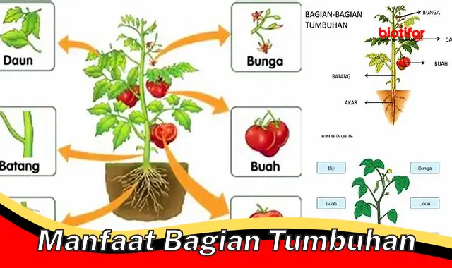 manfaat bagian tumbuhan