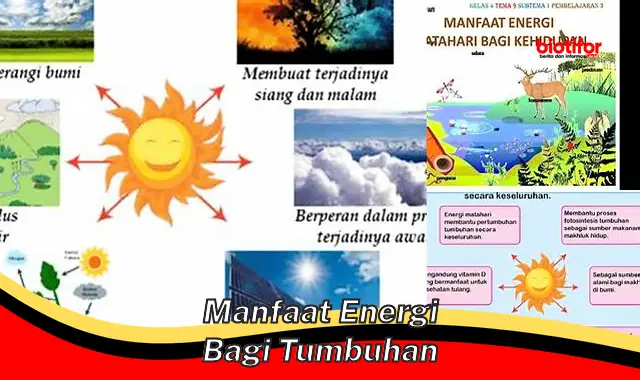 manfaat energi bagi tumbuhan