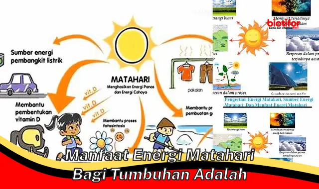 manfaat energi matahari bagi tumbuhan adalah