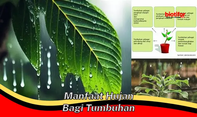 manfaat hujan bagi tumbuhan