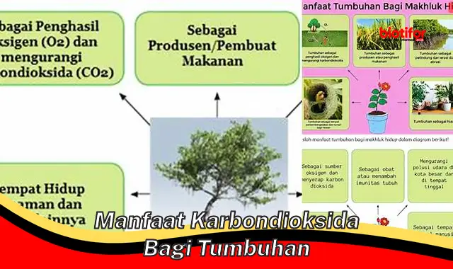 manfaat karbondioksida bagi tumbuhan