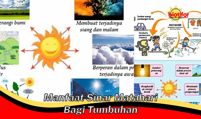 Temukan Rahasia Sinar Matahari Bagi Tumbuhan yang Jarang Diketahui!