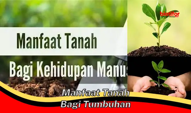 manfaat tanah bagi tumbuhan