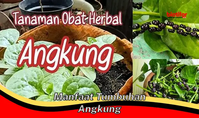 manfaat tumbuhan angkung