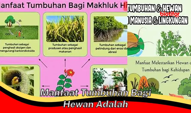 manfaat tumbuhan bagi hewan adalah