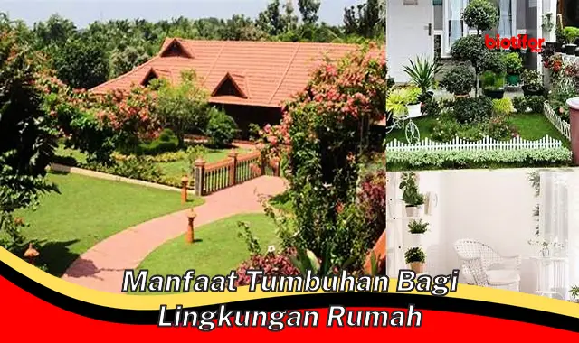 Temukan Manfaat Tanaman Bagi Lingkungan Rumah yang Perlu Diketahui