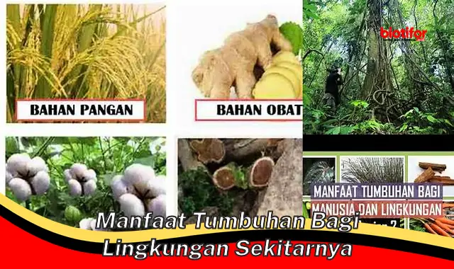 manfaat tumbuhan bagi lingkungan sekitarnya