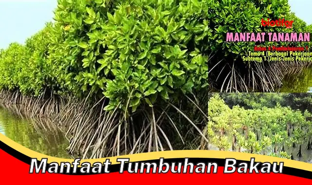 manfaat tumbuhan bakau