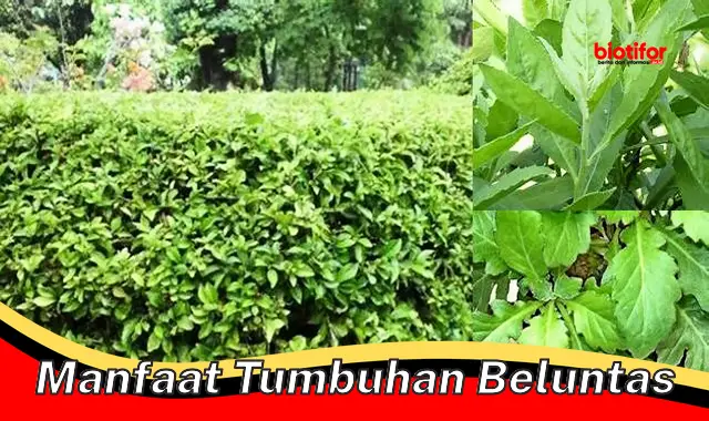 manfaat tumbuhan beluntas