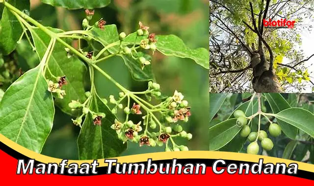 manfaat tumbuhan cendana