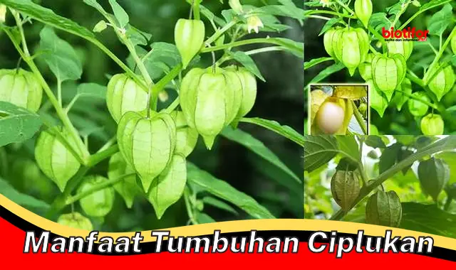 Temukan Manfaat Tumbuhan Ciplukan yang Jarang Diketahui