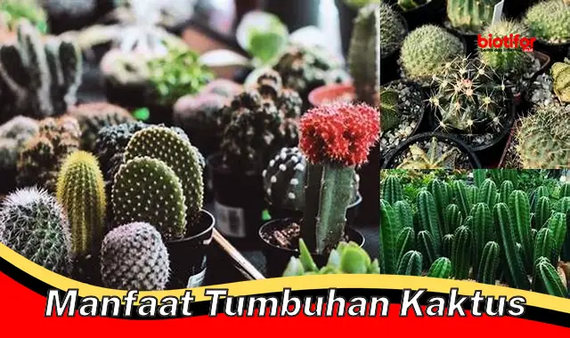 manfaat tumbuhan kaktus