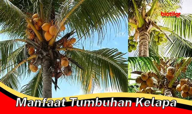 manfaat tumbuhan kelapa