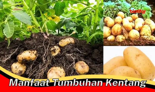 manfaat tumbuhan kentang