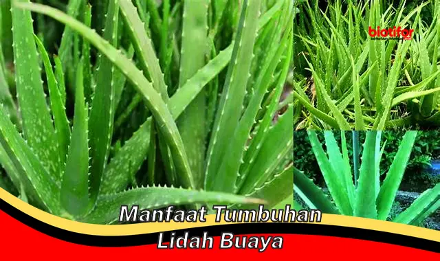 manfaat tumbuhan lidah buaya