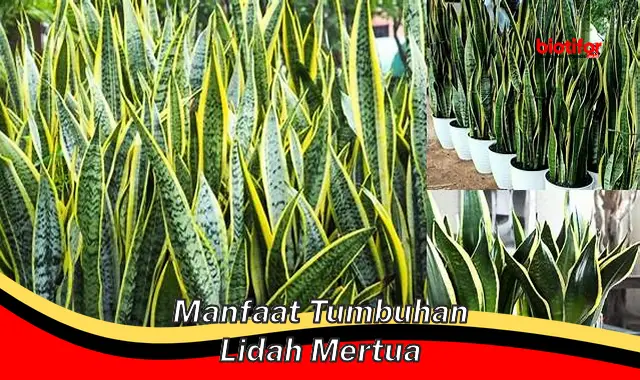 manfaat tumbuhan lidah mertua