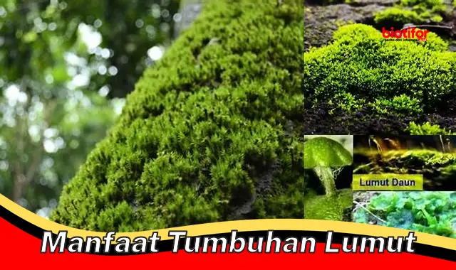 manfaat tumbuhan lumut