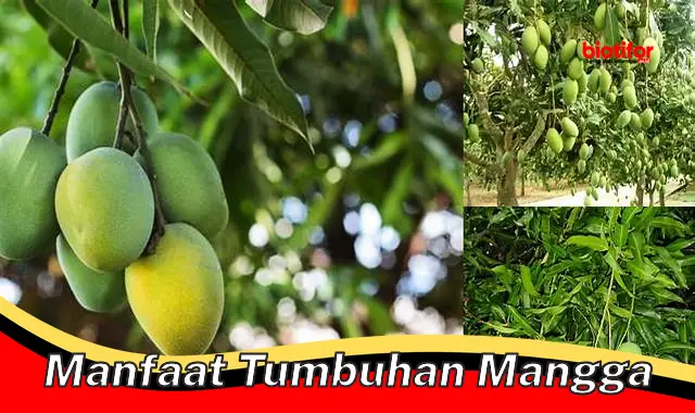 manfaat tumbuhan mangga