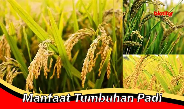 Temukan Manfaat Tumbuhan Padi yang Jarang Diketahui - Biotifor