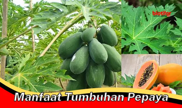 manfaat tumbuhan pepaya