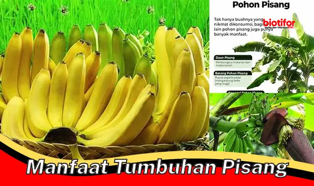 manfaat tumbuhan pisang