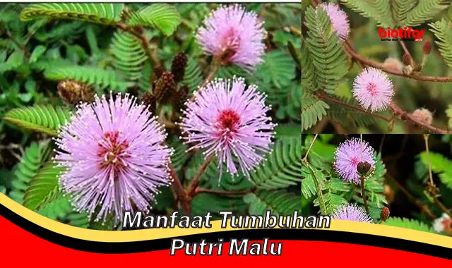 manfaat tumbuhan putri malu