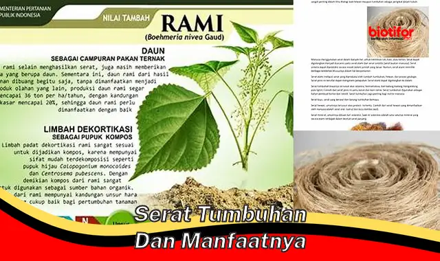 serat tumbuhan dan manfaatnya