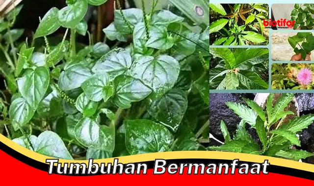 tumbuhan bermanfaat