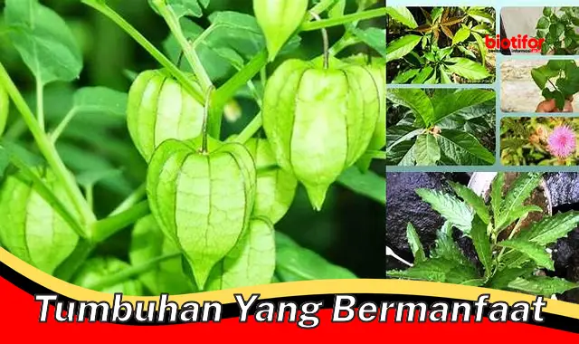 tumbuhan yang bermanfaat