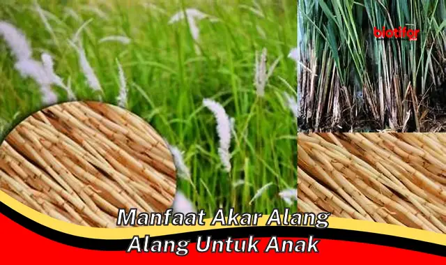 manfaat akar alang alang untuk anak