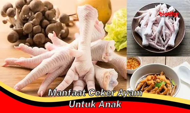 manfaat ceker ayam untuk anak