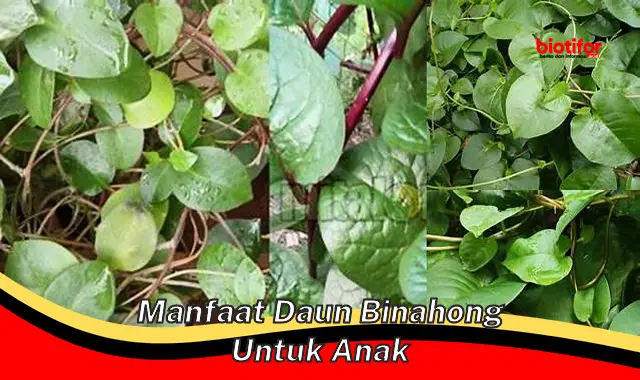 manfaat daun binahong untuk anak