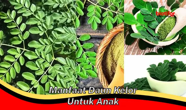 manfaat daun kelor untuk anak