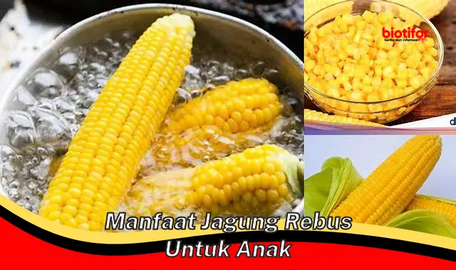 manfaat jagung rebus untuk anak