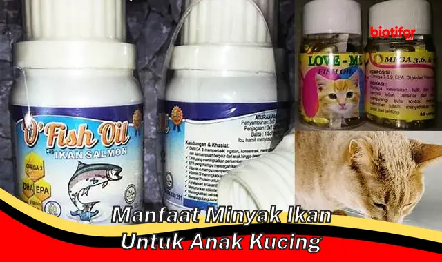 manfaat minyak ikan untuk anak kucing