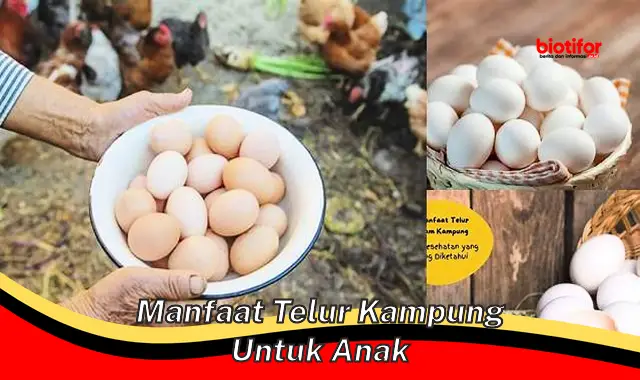 manfaat telur kampung untuk anak