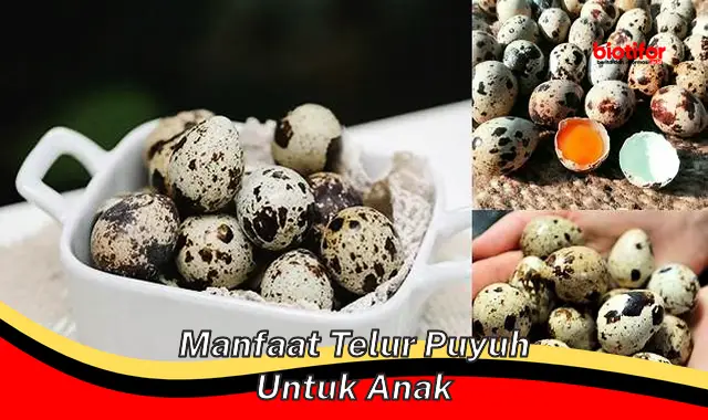 manfaat telur puyuh untuk anak